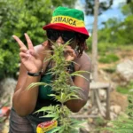 Cannabis Farm Tour & Blue Hole Experience (Princess Resort)